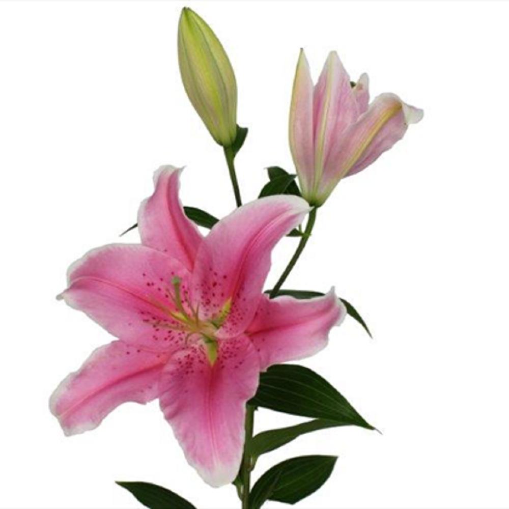 ˳�� ������ ���