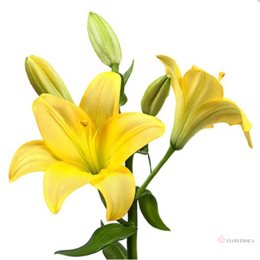 ˳�� �����