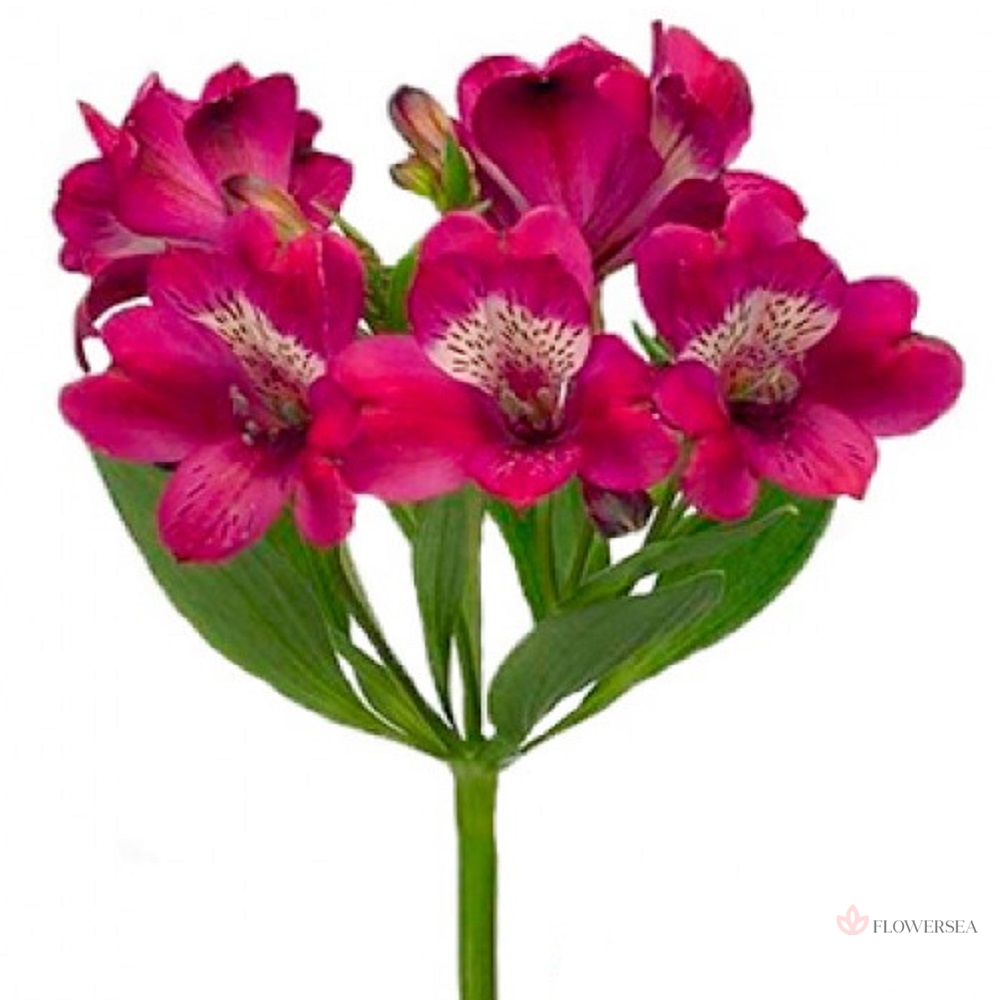 ����������� ��������