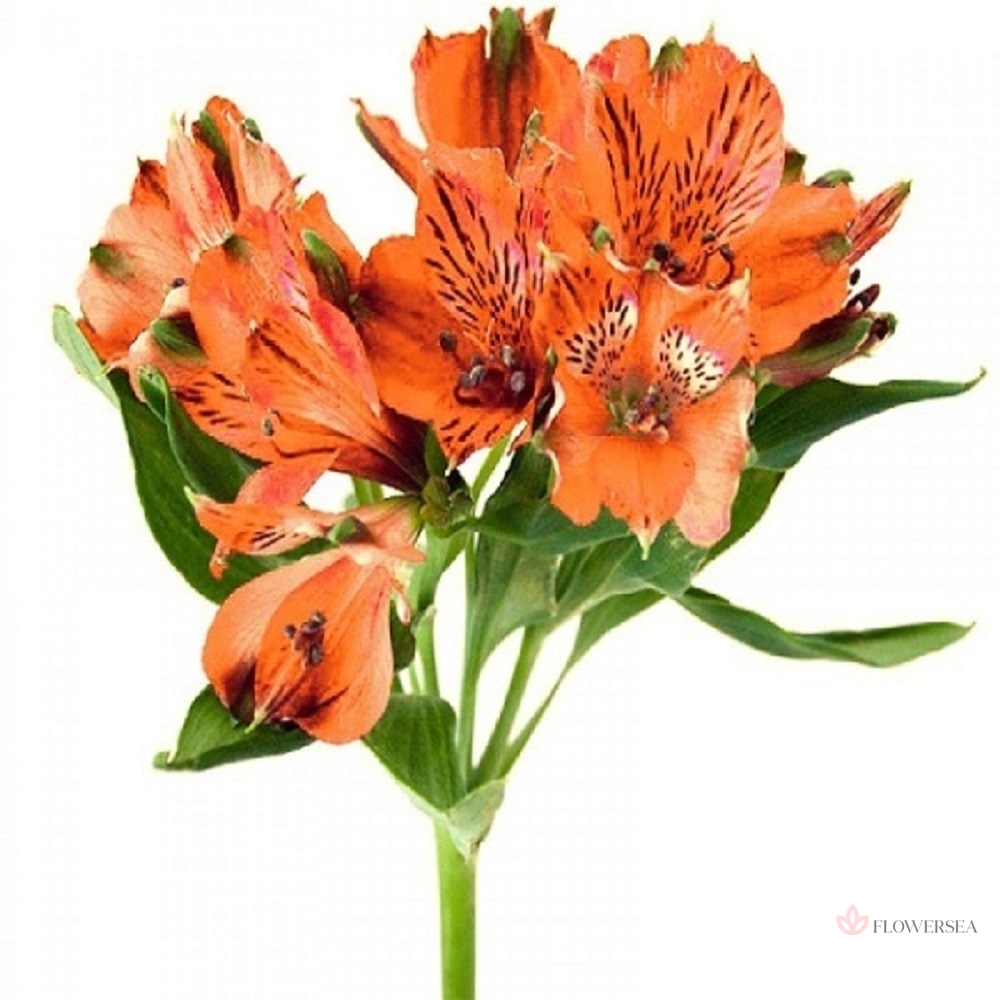 �����������  �����������