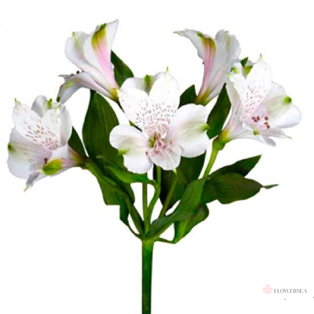 �����������  ���