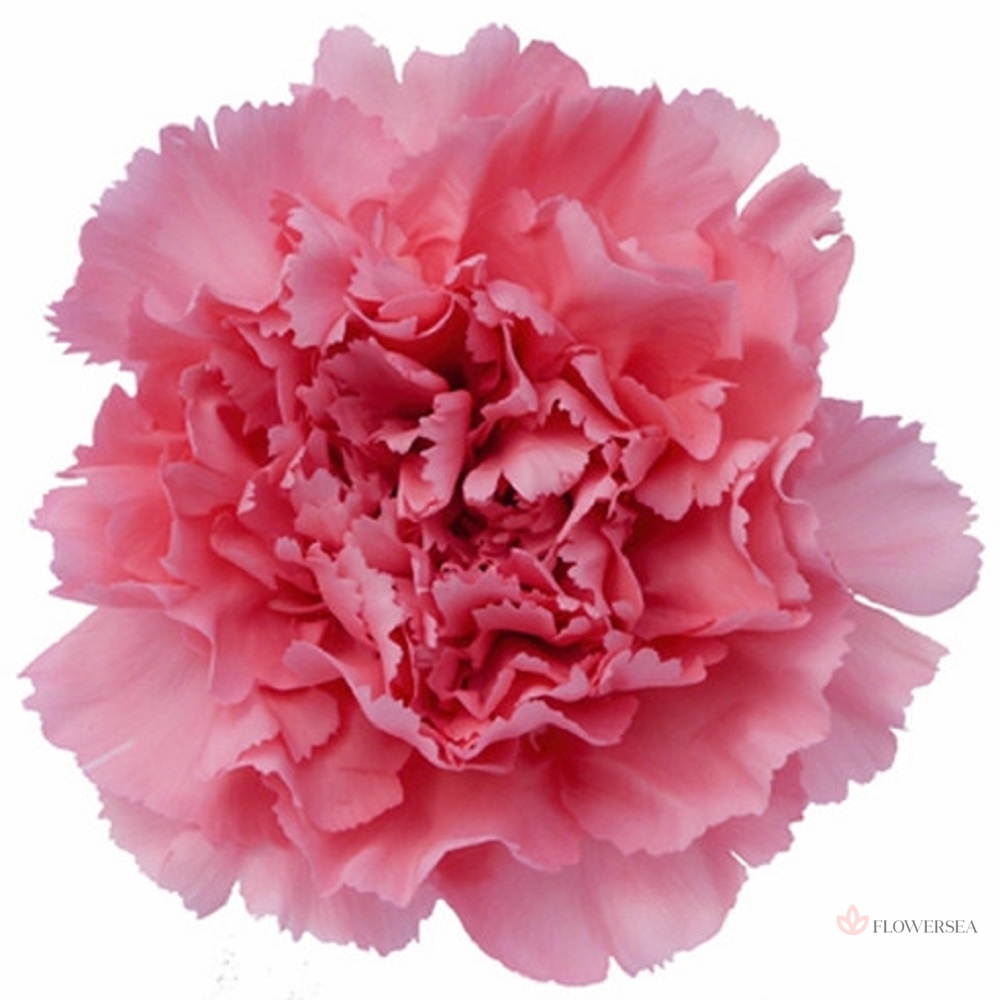 �������� �������