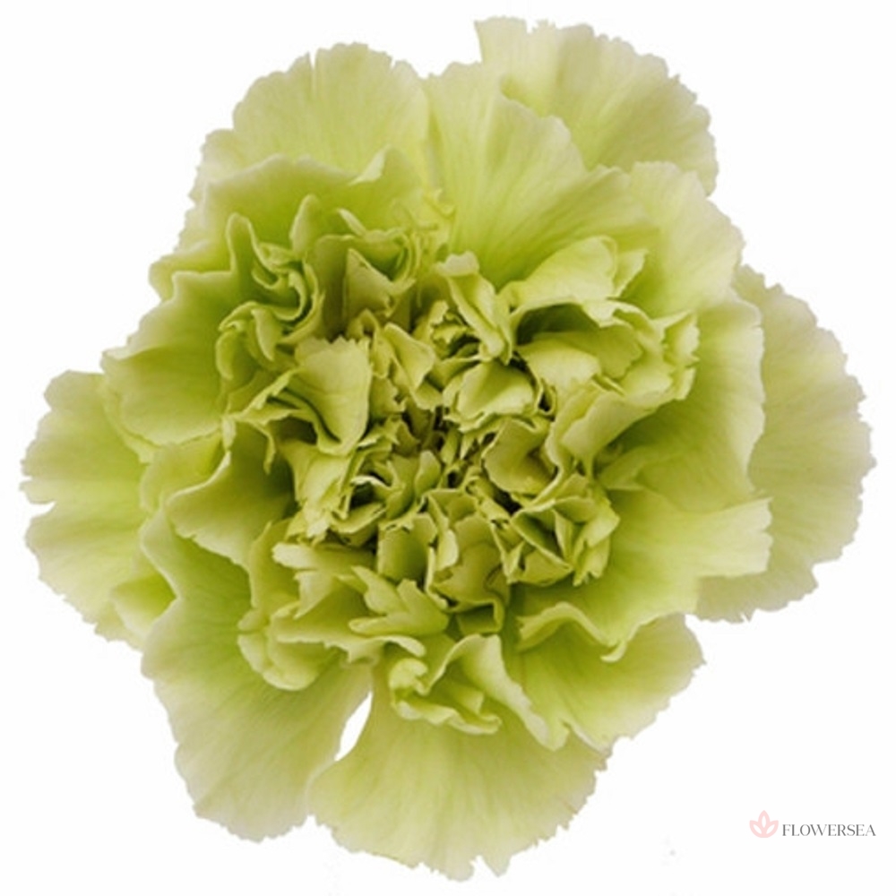 �������� ����