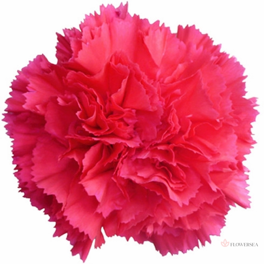 �������� ����