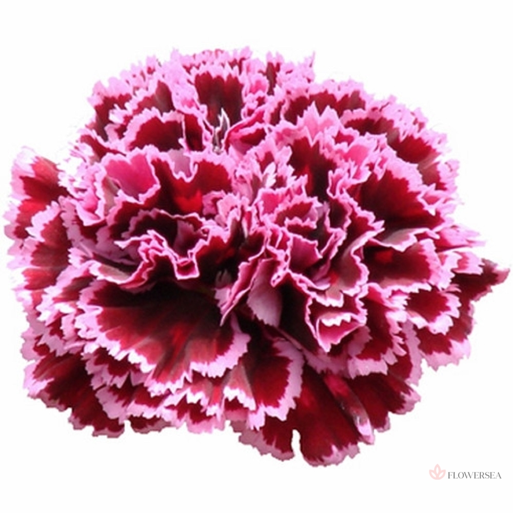 �������� ��������