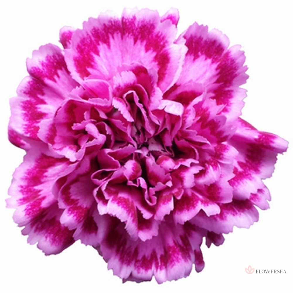 �������� Գ����