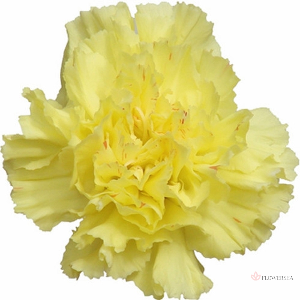 �������� ������