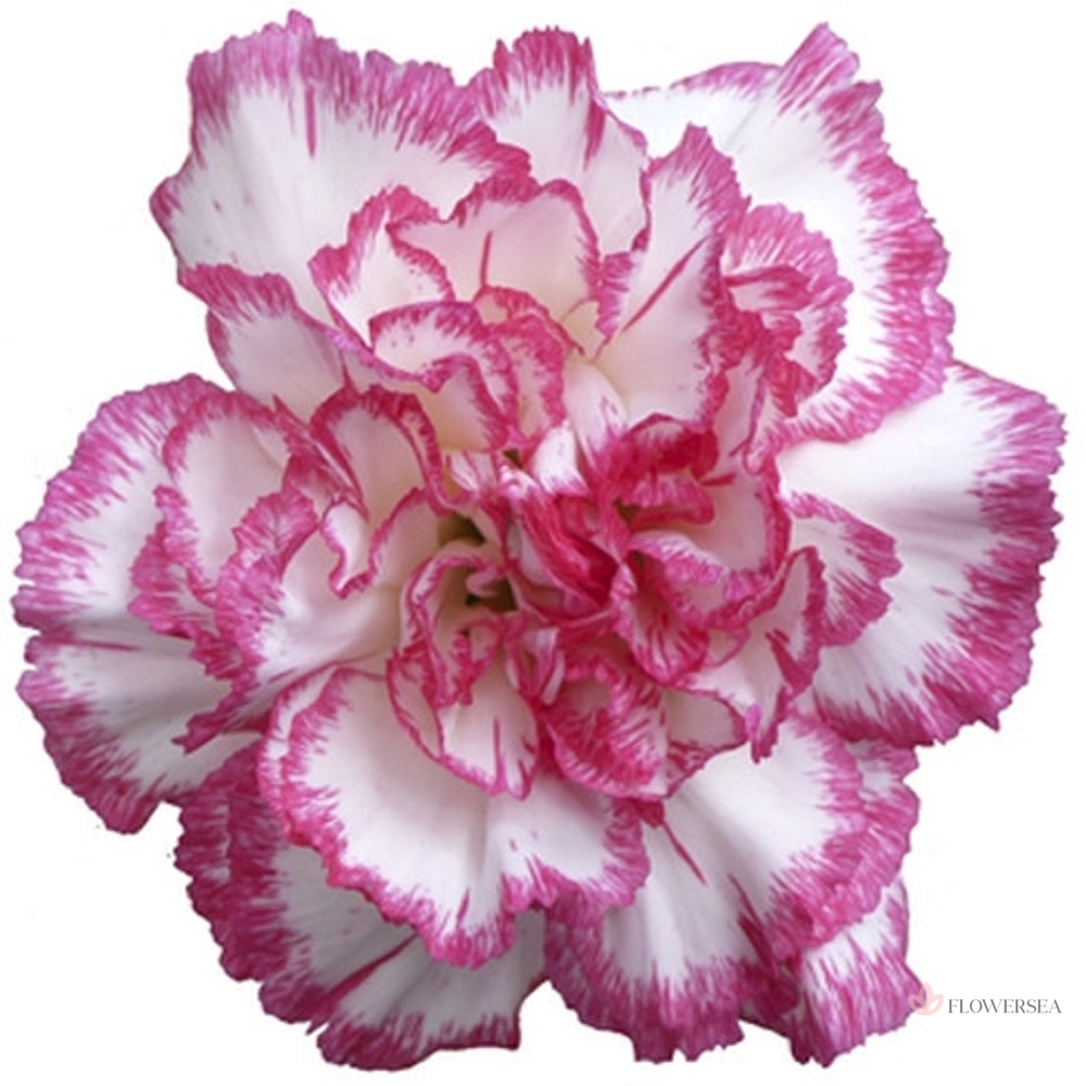 �������� �����