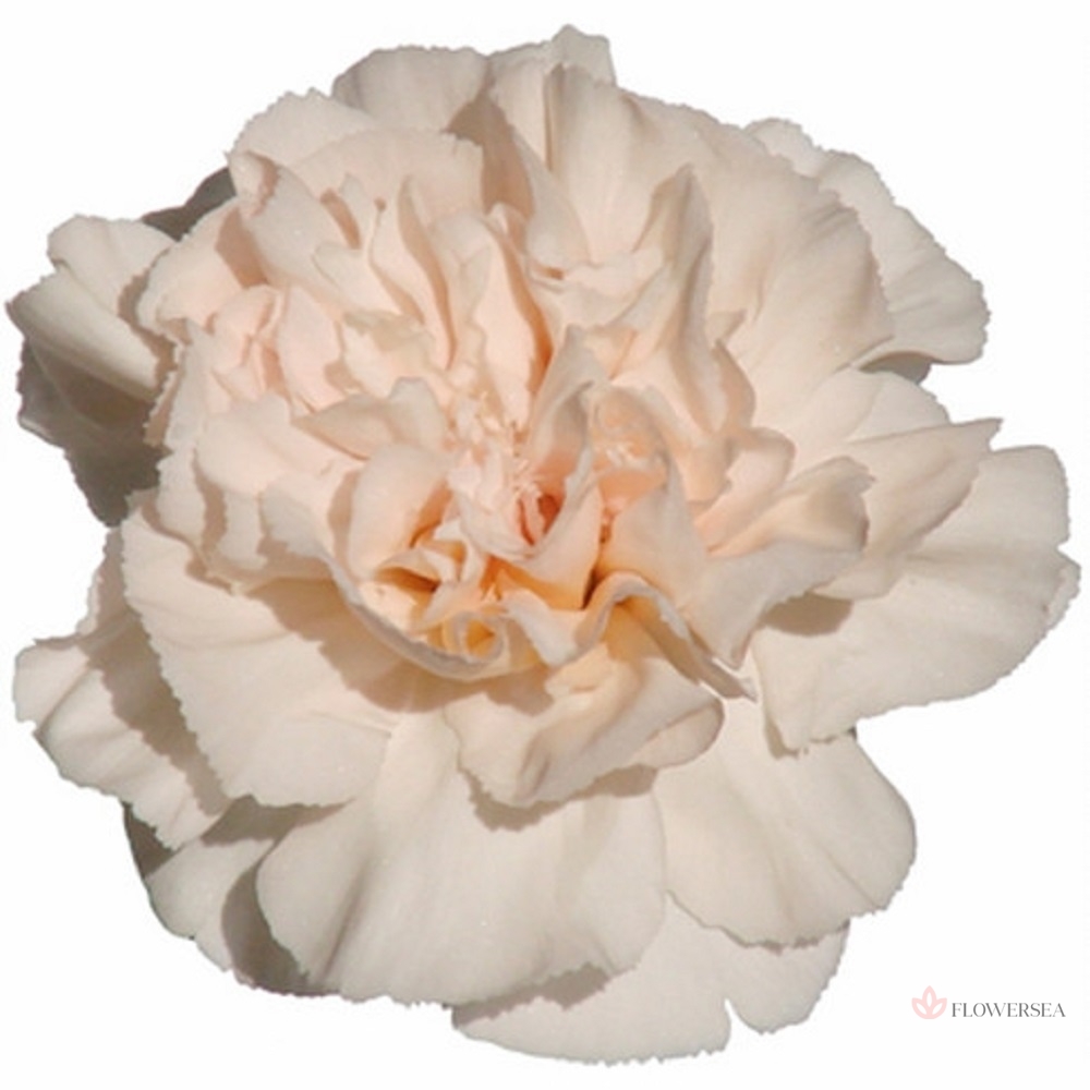 �������� ˳�