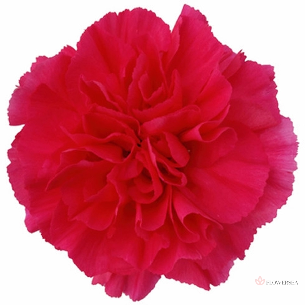 �������� ��������