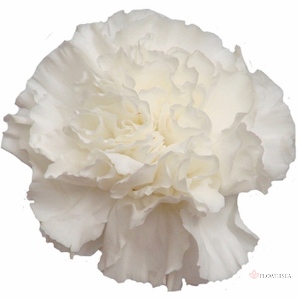 �������� ̳����� �����