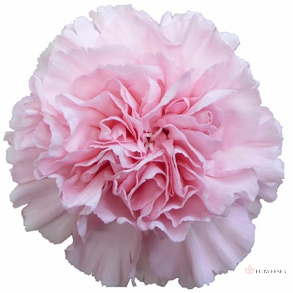 �������� ������