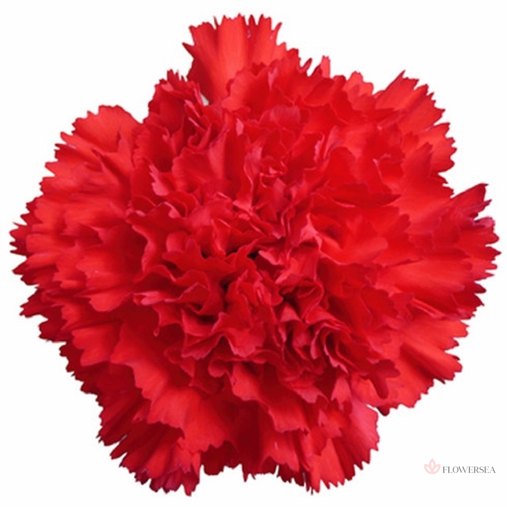 �������� �����