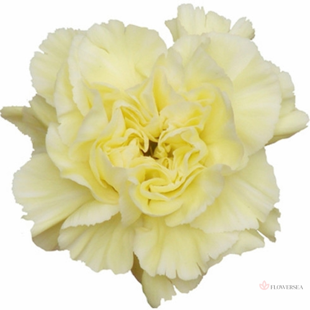 �������� �������