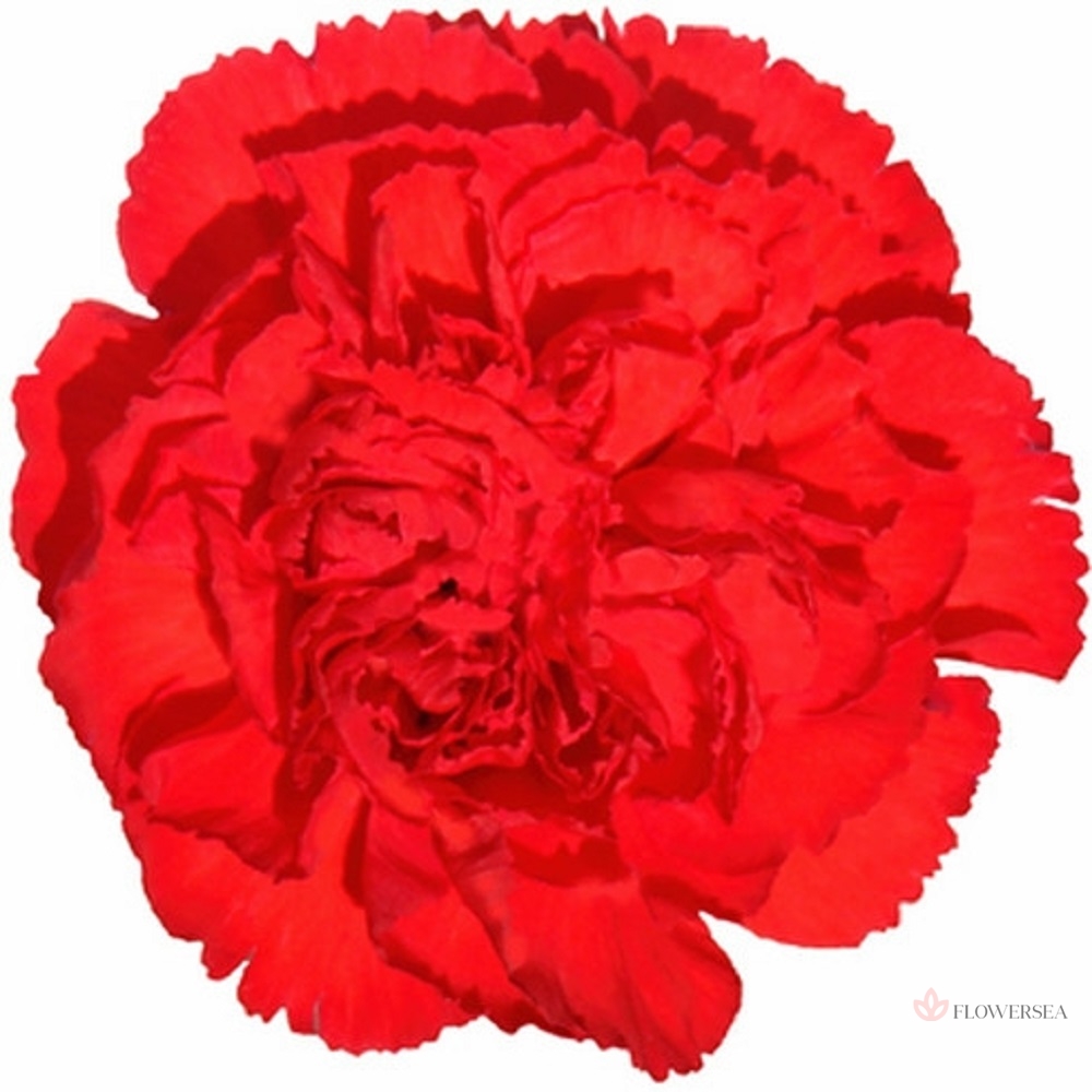 �������� ������