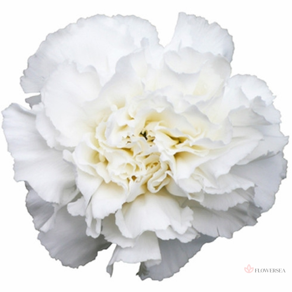 �������� ������