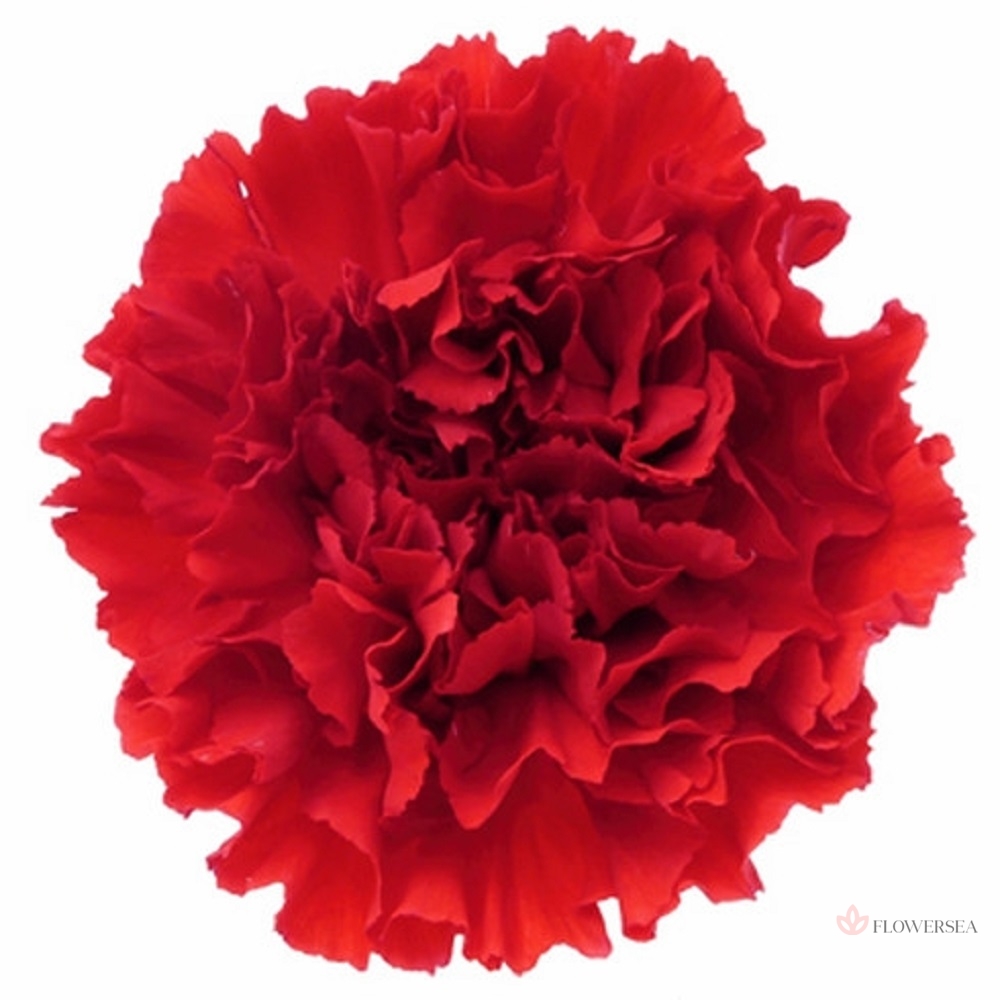 �������� ������� ����