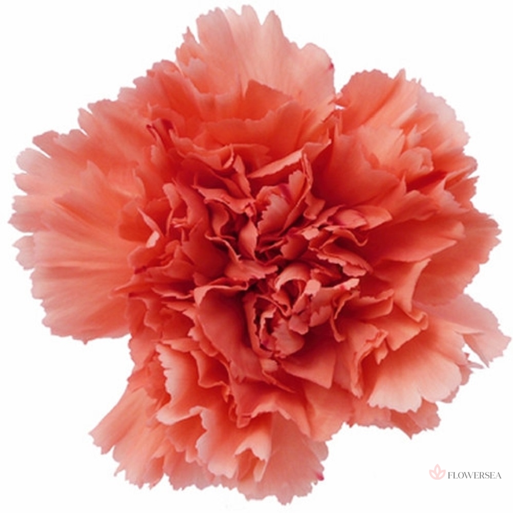 �������� ������