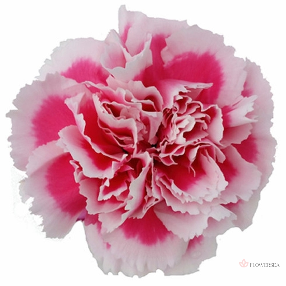 �������� ������