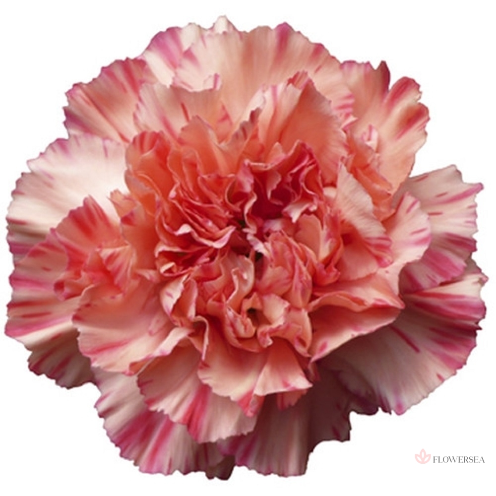 �������� ³�