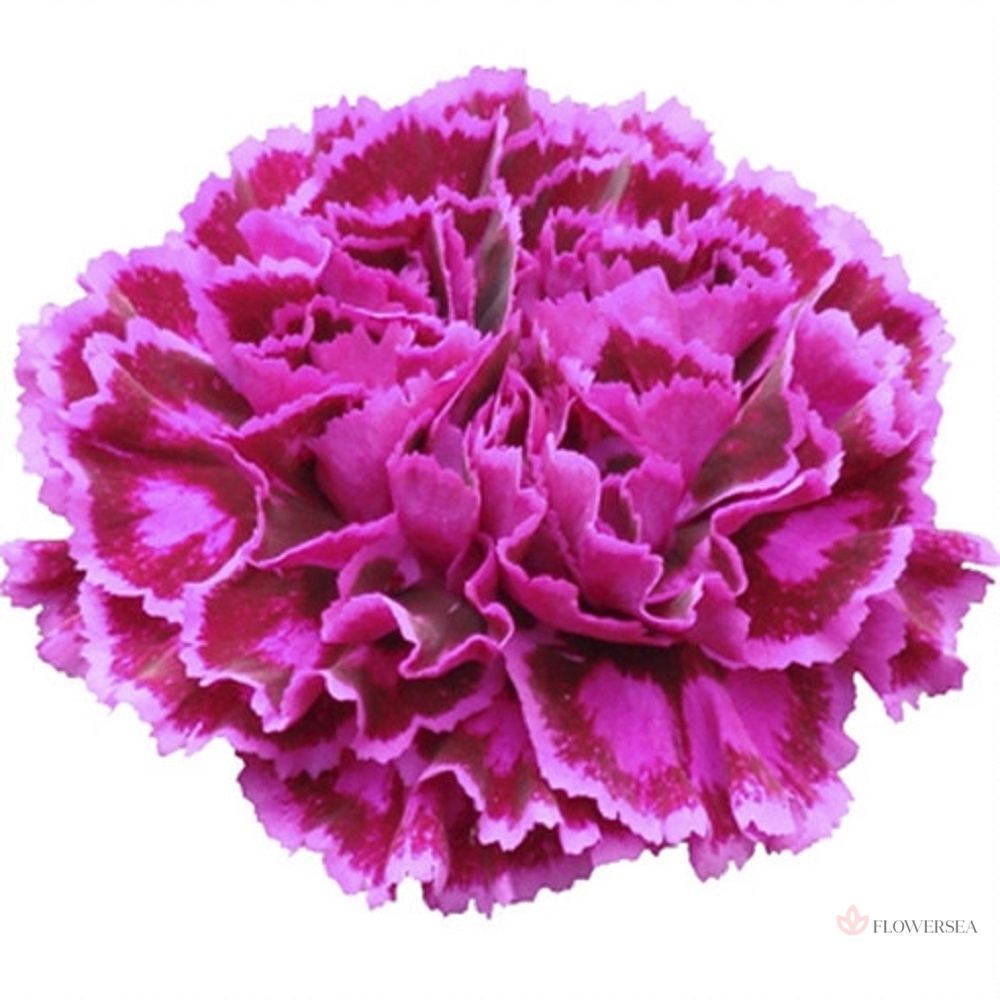 �������� ³�����