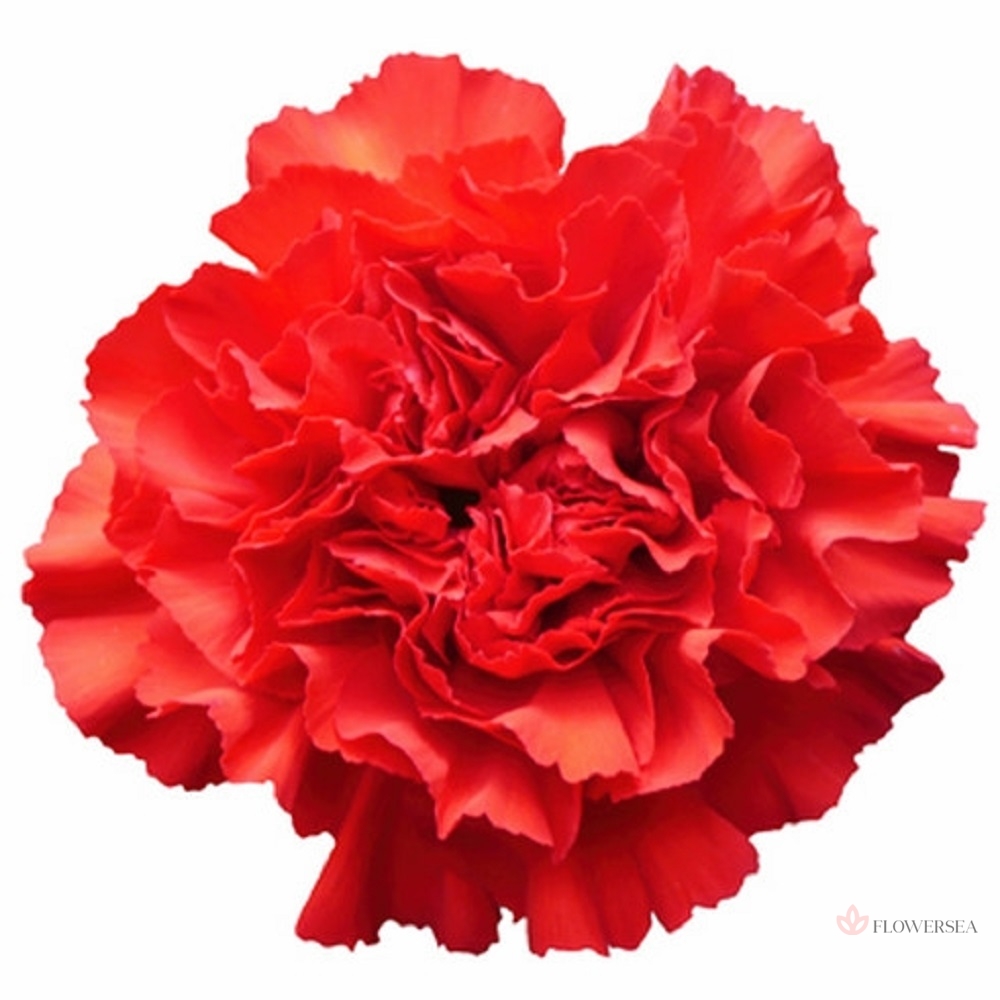 �������� �����