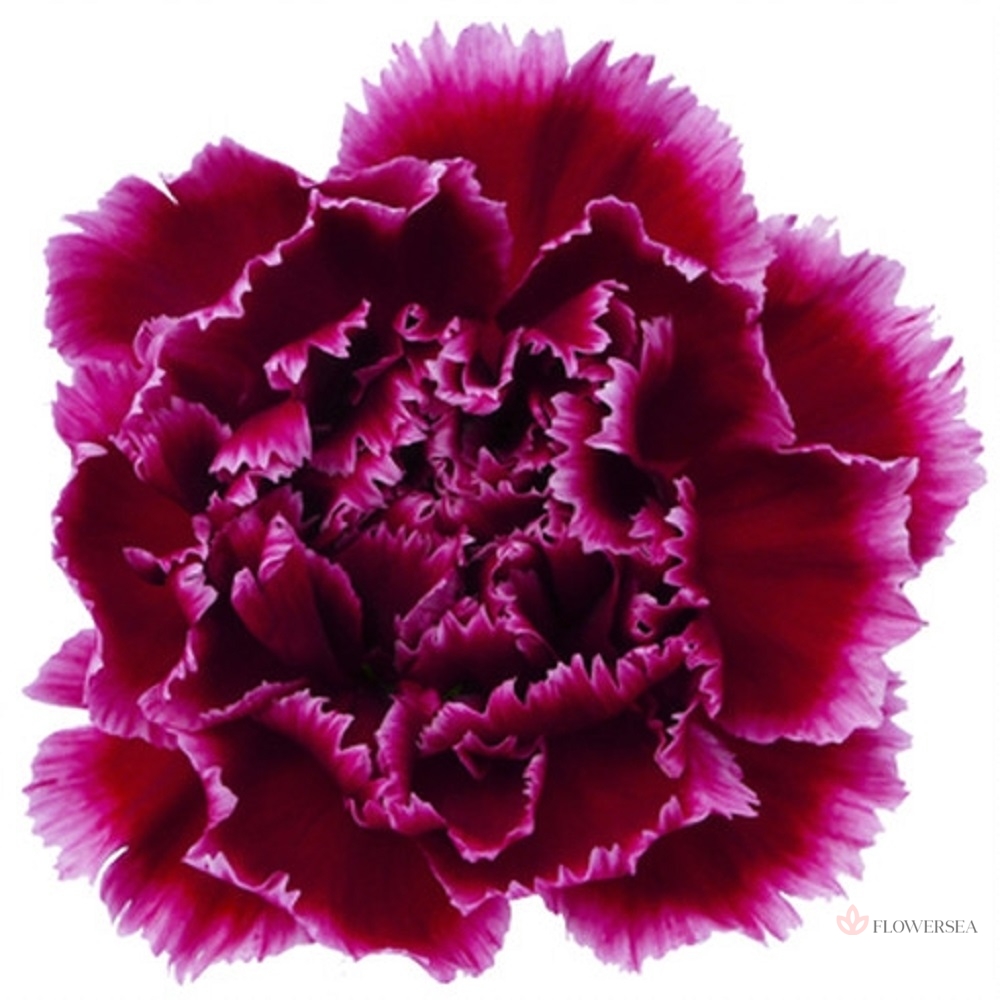 �������� ��������