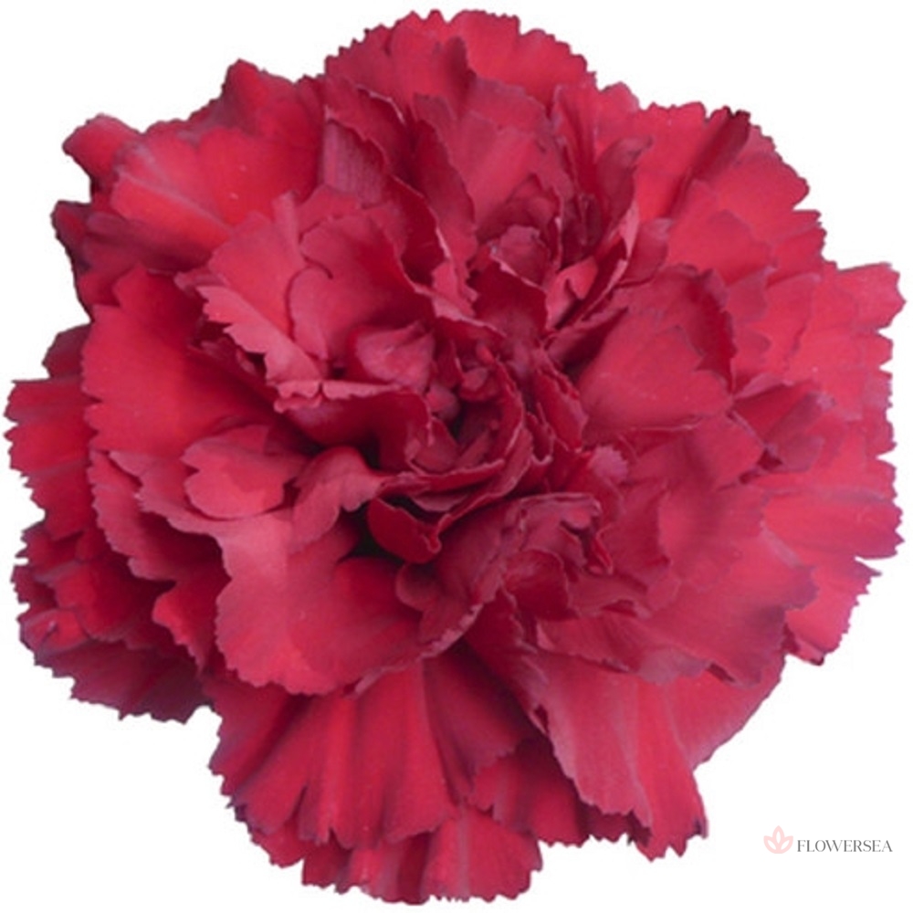 �������� ������