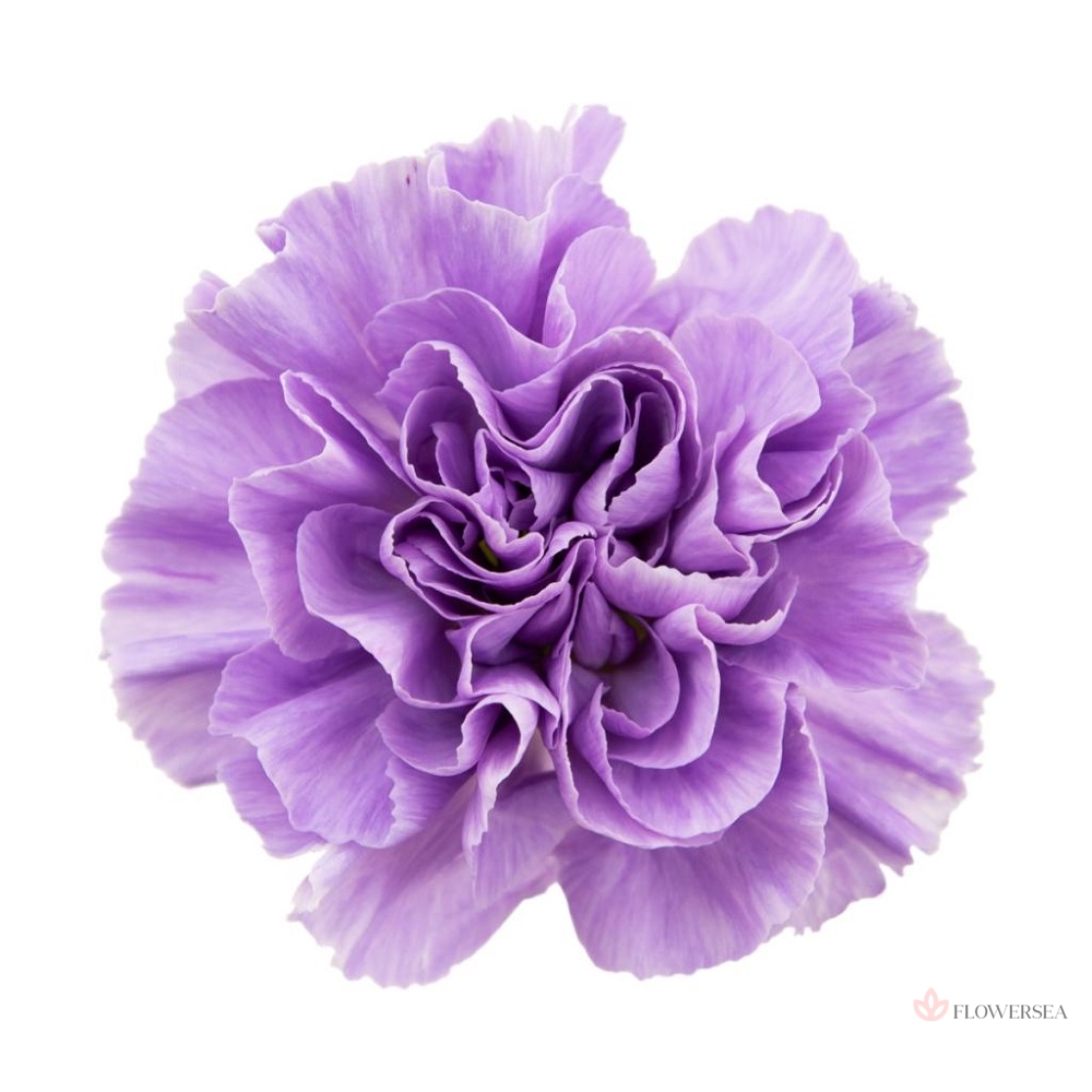 �������� �������