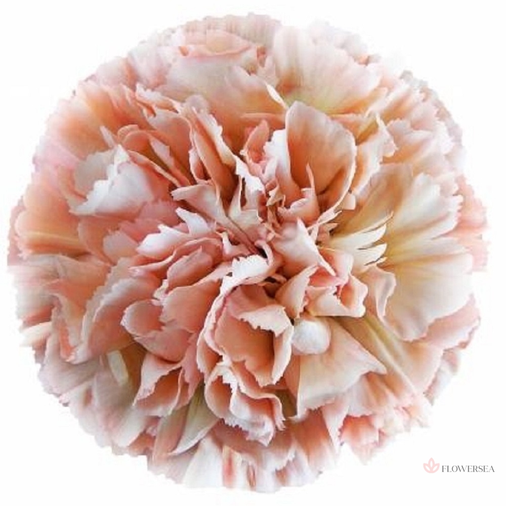 �������� ���� ������