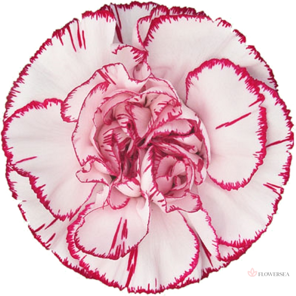 �������� ������