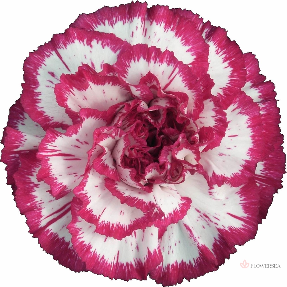 �������� ����