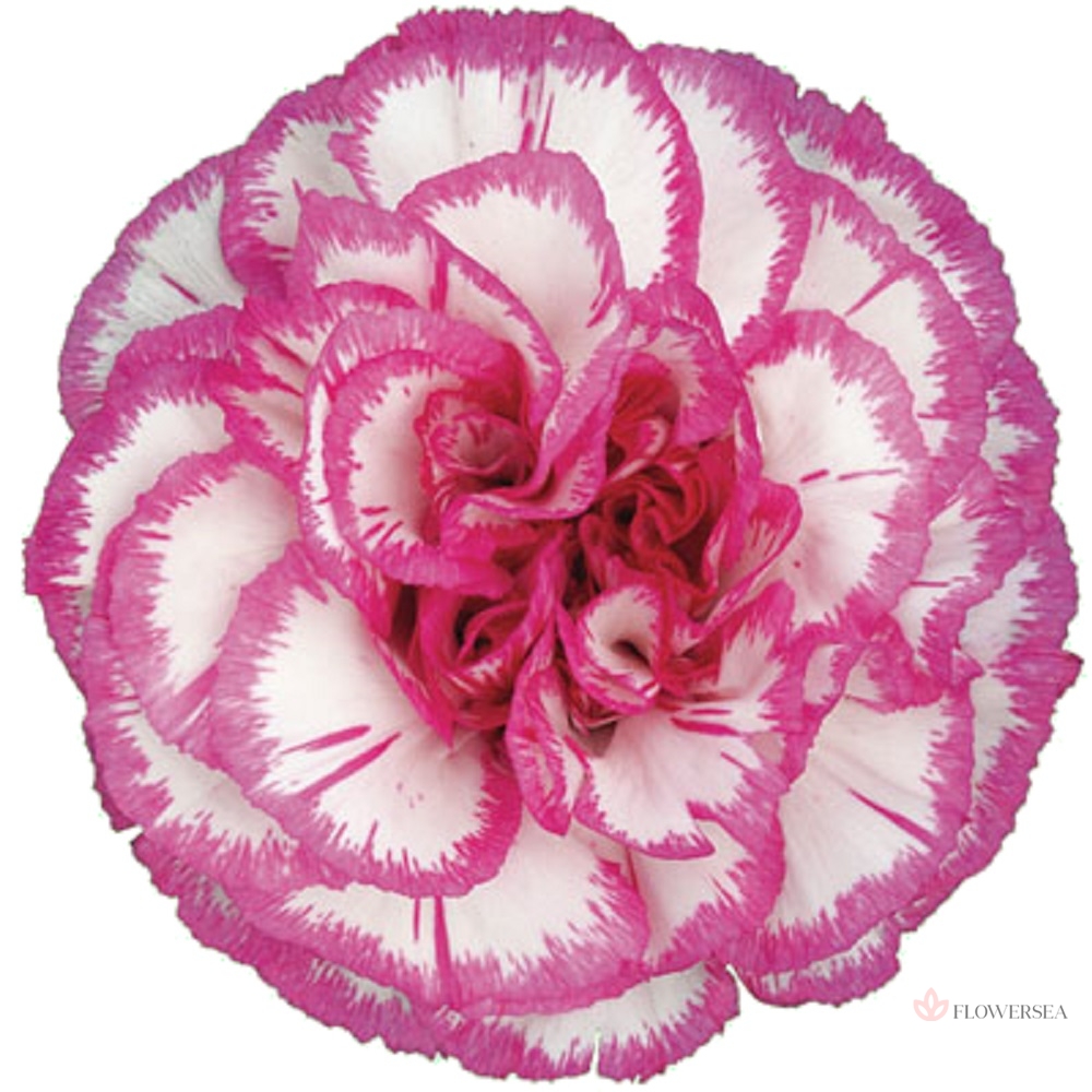 �������� ʳ��