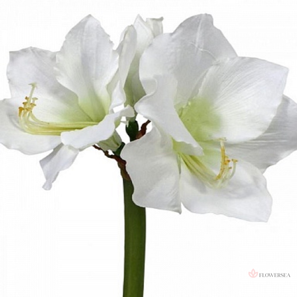 ������ ���� �������