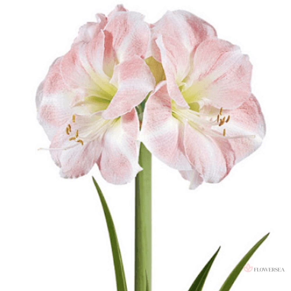 ������ �����-�������