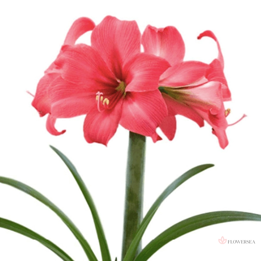 ������ ������� - �������