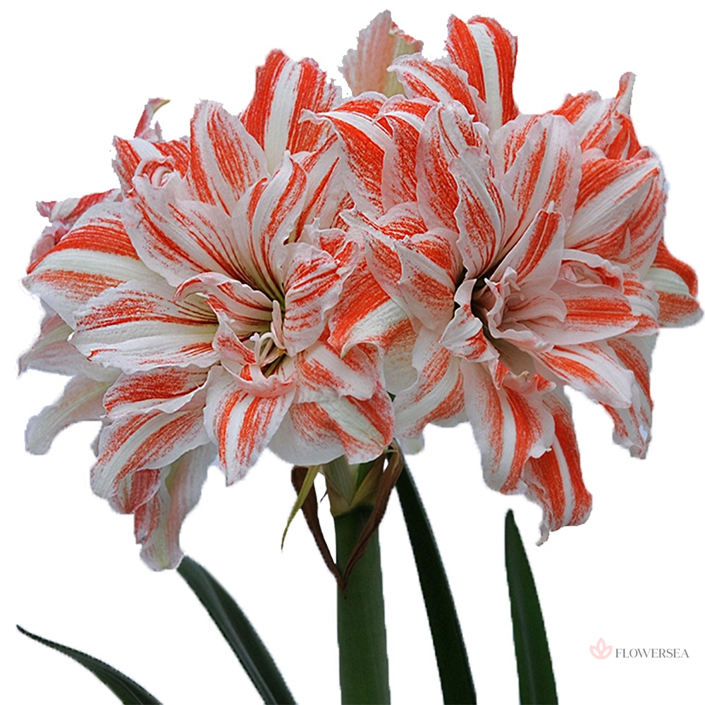 ������ ���-������������