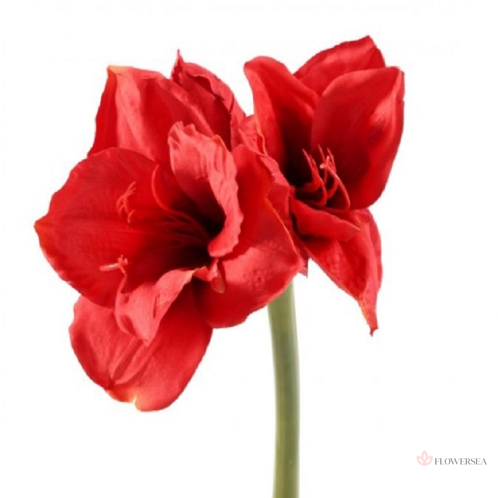 ������ ��������