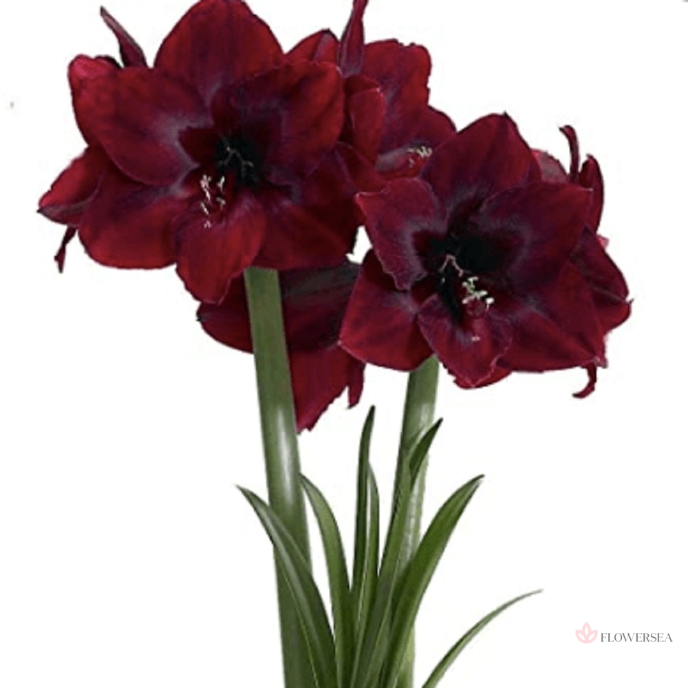 ������ ��������