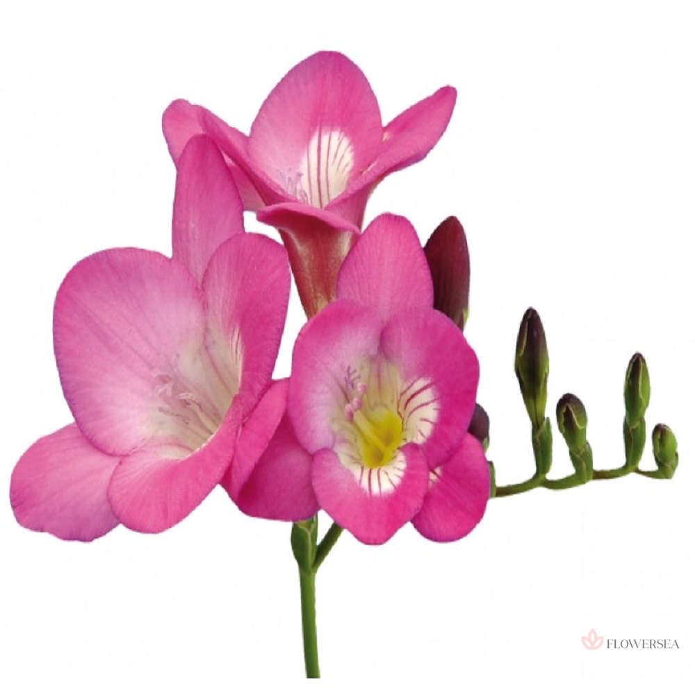 ����� ������ - ���