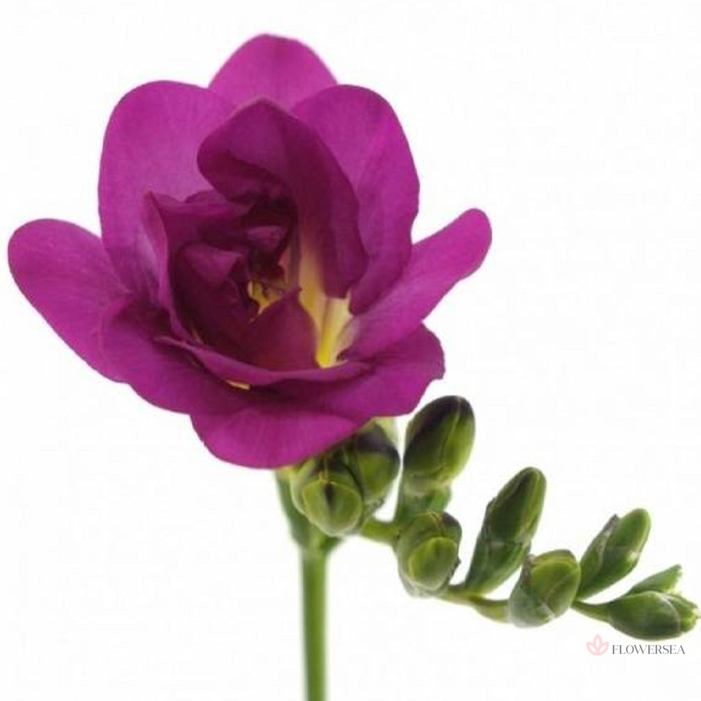 ����� ���������