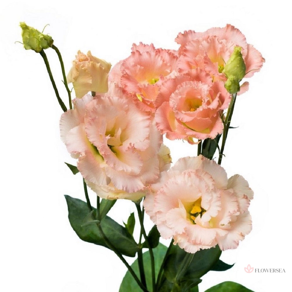 ��������� �������