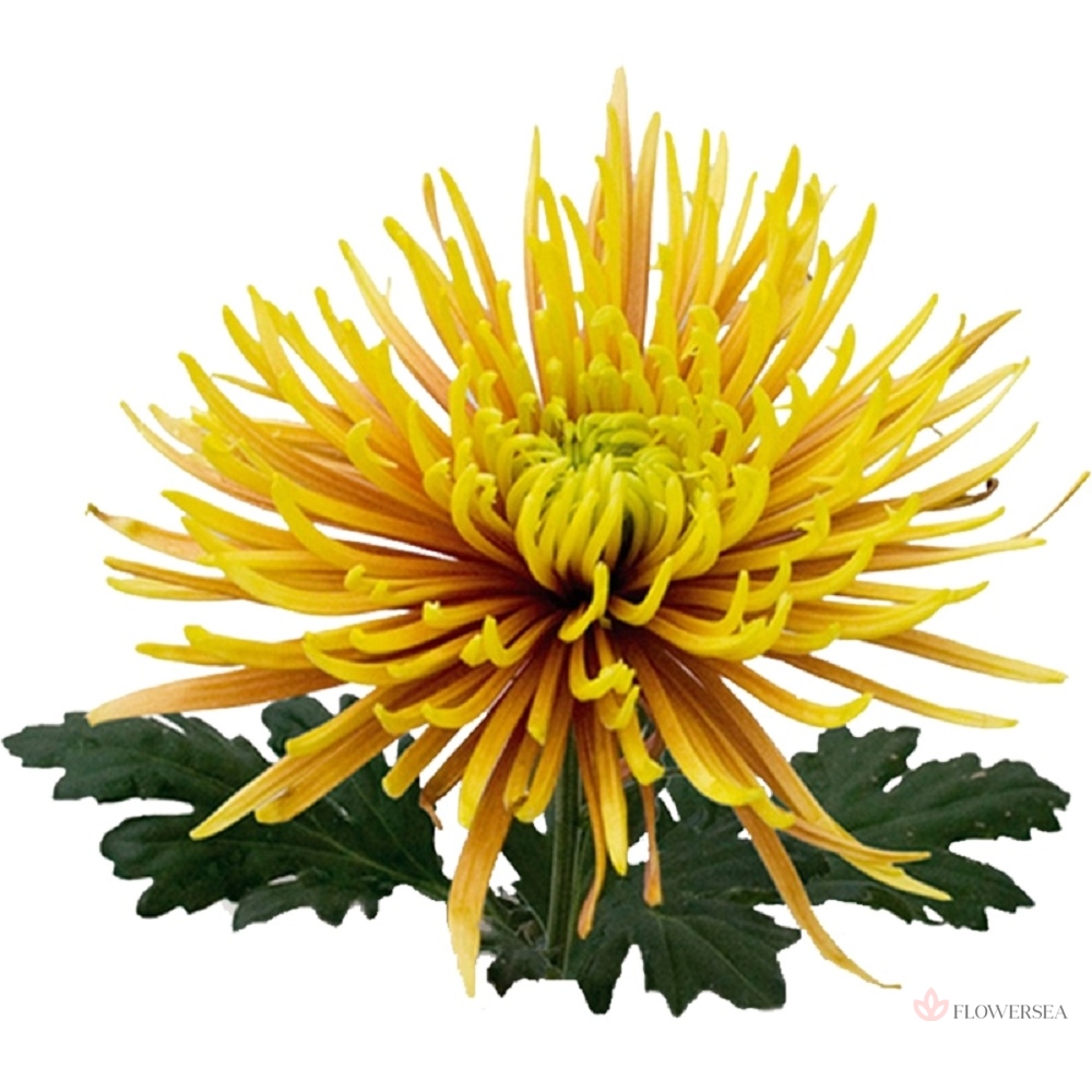 ���������� ����� 