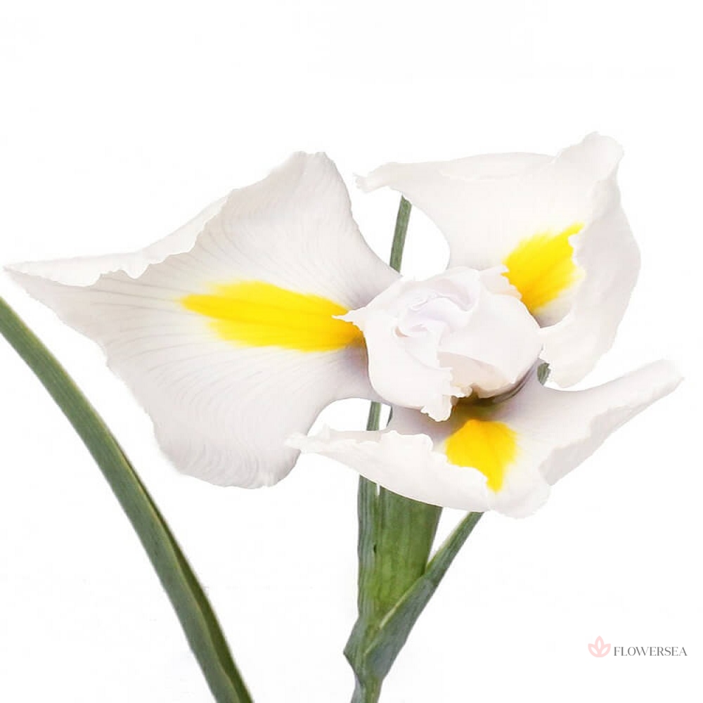 ���� ����