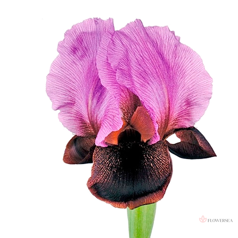 ���� ������� - ��������