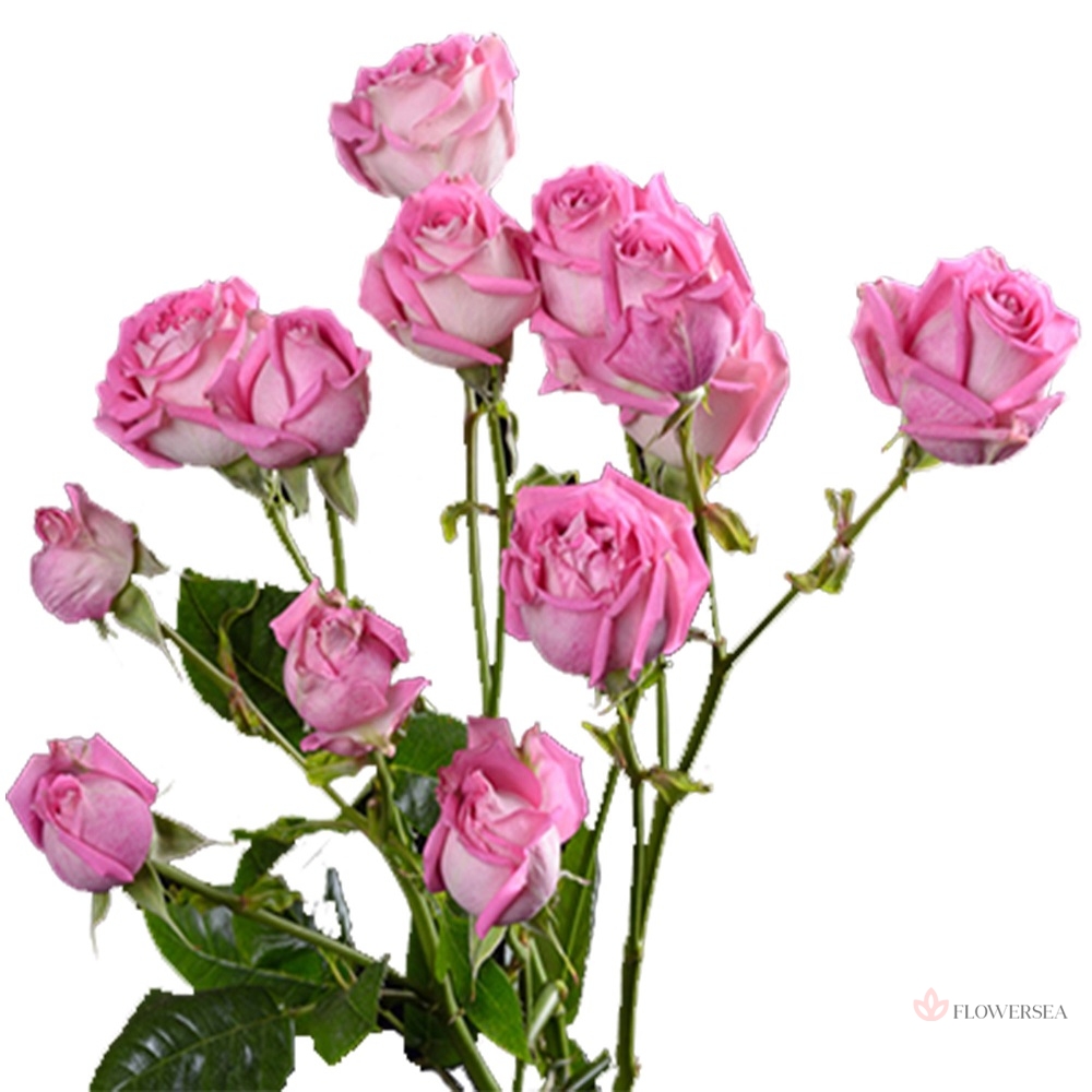 ������ ������� ������ �����