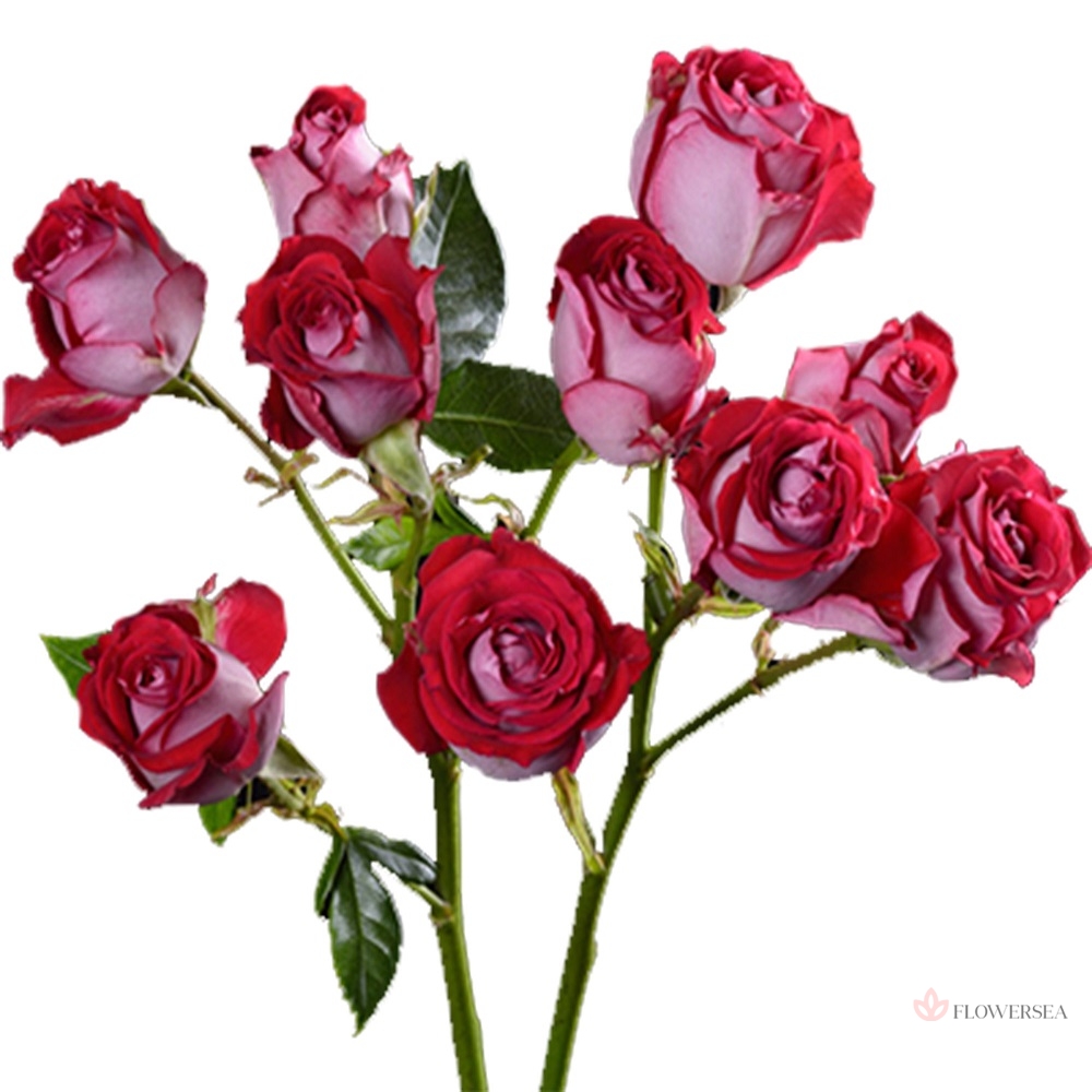 ������ ������� �� �����