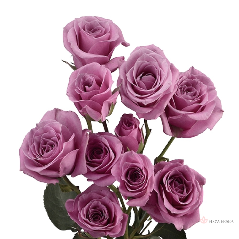 ������ ������� ��� ���