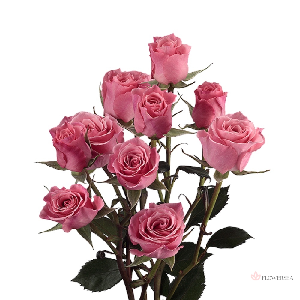 ������ ������� ���