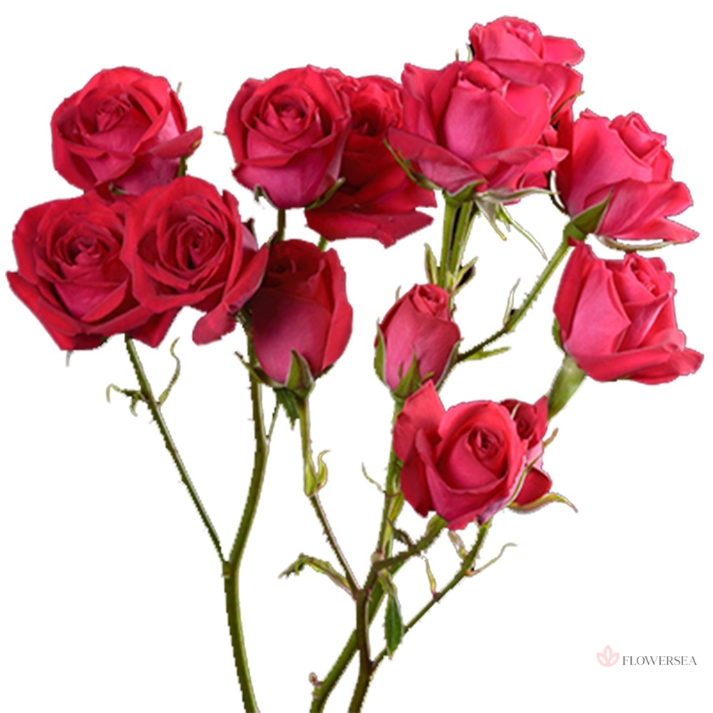 ������ ������� ���� �����